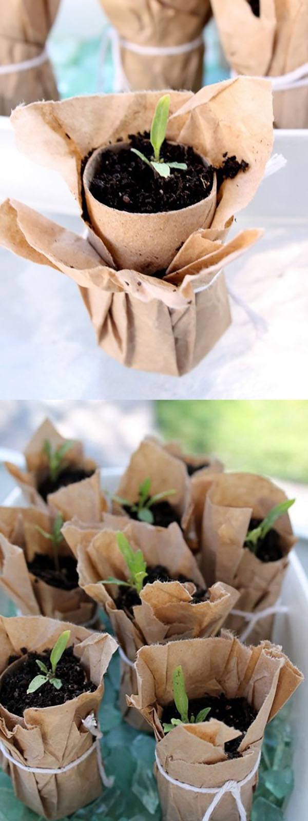 Brown Paper Seedling Pot