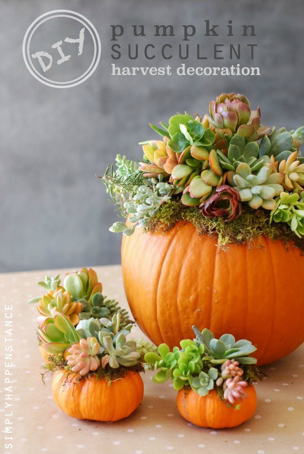 DIY: Pumpkin Succulent Harvest Decoration