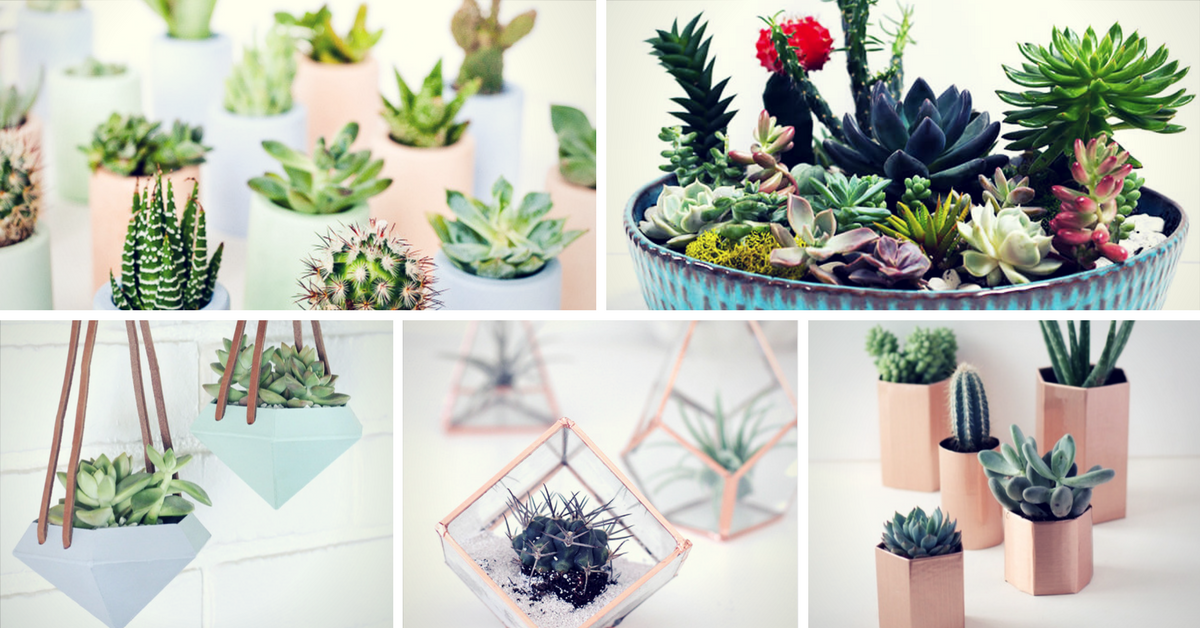 DIY Succulent Planter Ideas: Creative Ways to Display Succulents