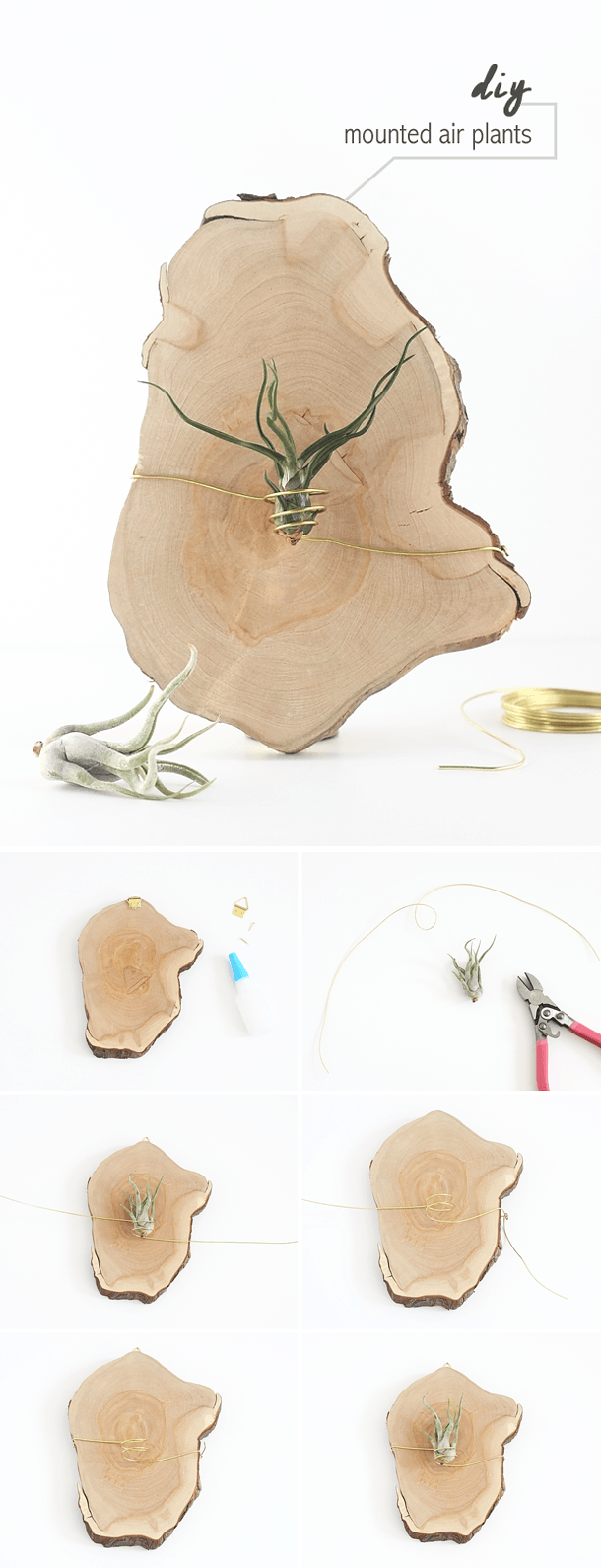 DIY Mounted Air Plants