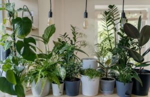 Indoor plants.