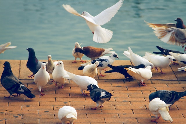 Pigeons' Population