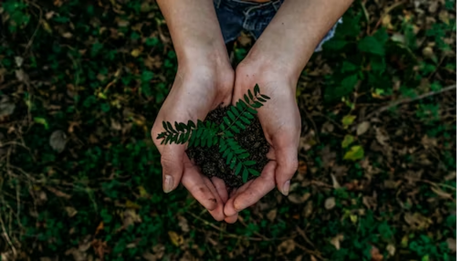 A woman holding the plant