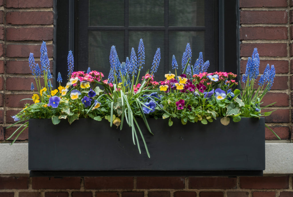 How To Take Care Of Your Window Boxes | Homelovr