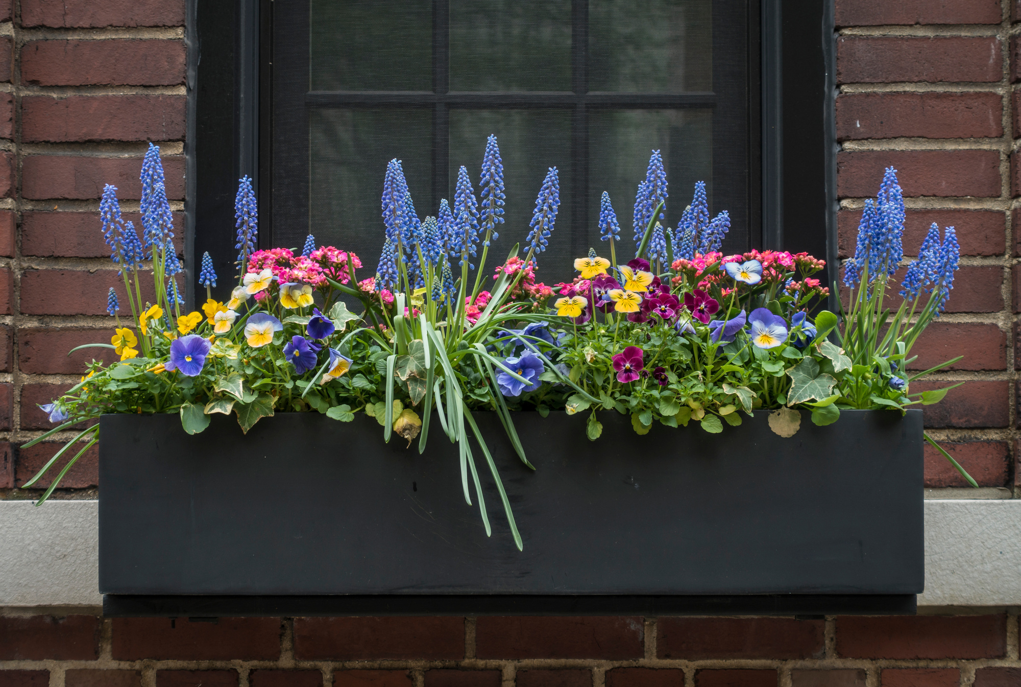 Window Boxes