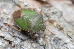 Bed Bug Heat Treatments