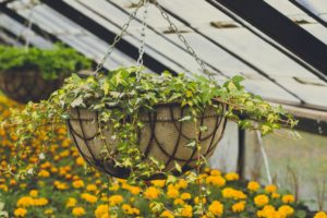 Hanging planters of flowers