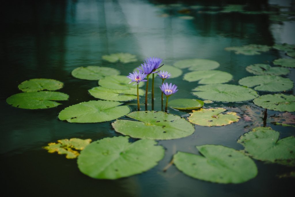 Ponds Become Attractive