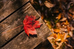 Autumn Garden Tips as the Fall Approaches