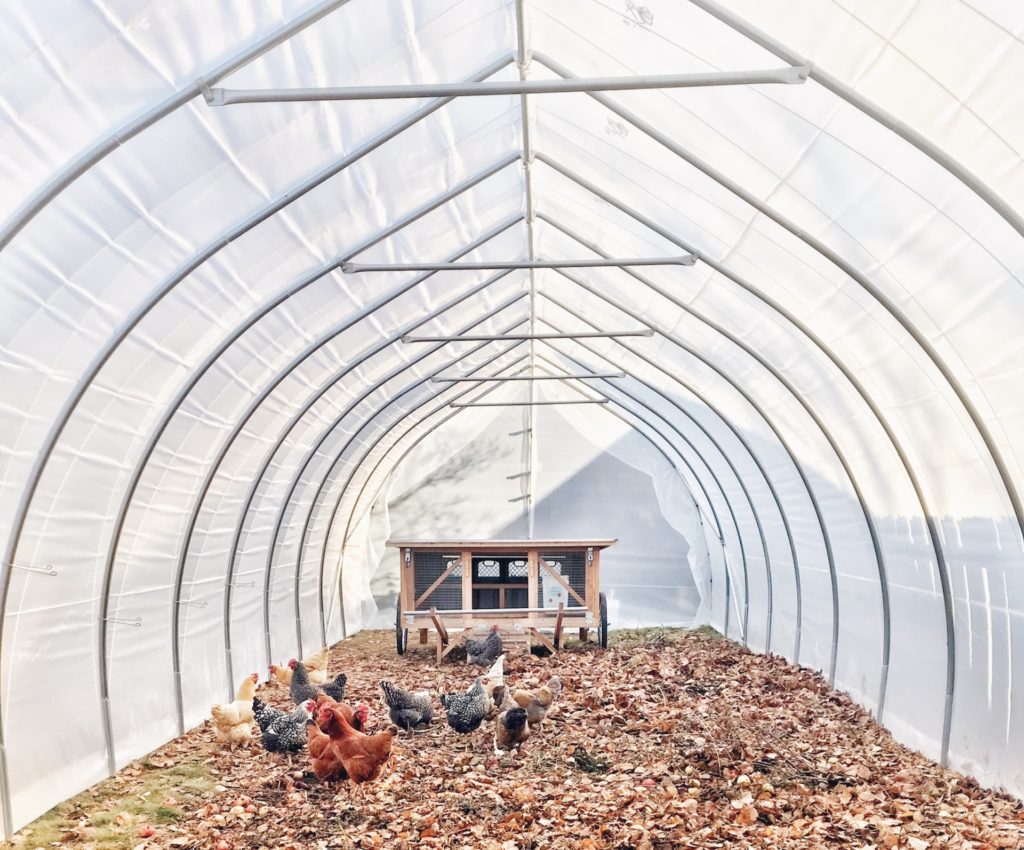 Insulate a Chicken Coop