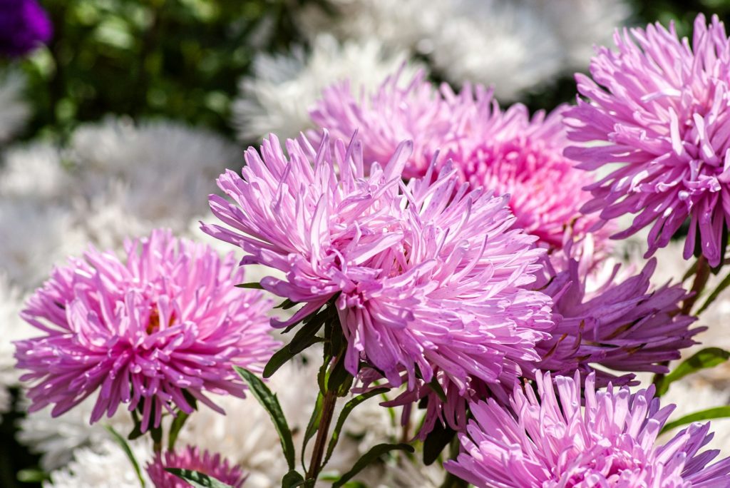 Charming Asters