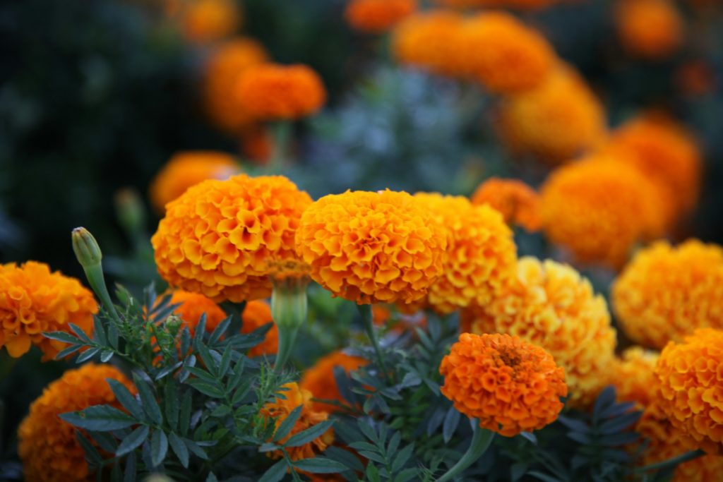 Marigold Flower Container